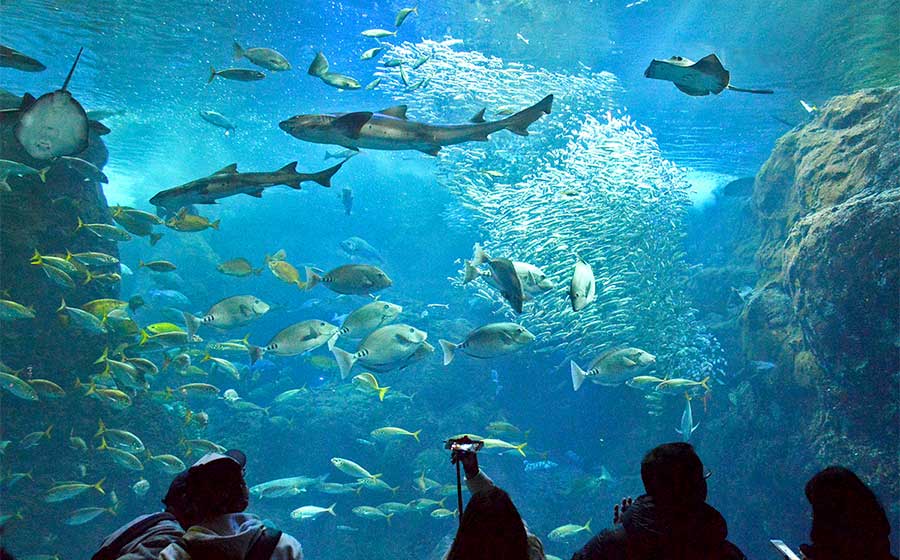 新江の島水族館